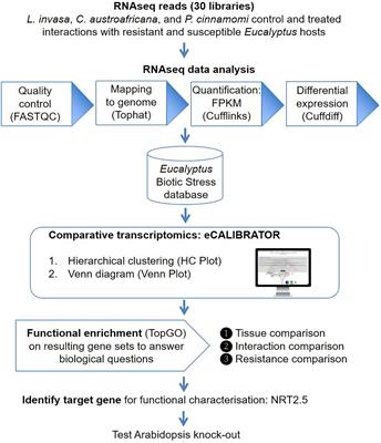 eCALIBRATOR: A Comparative Tool to Identify Key Genes and Pathways for Eucalyptus Defense Against Biotic Stressors